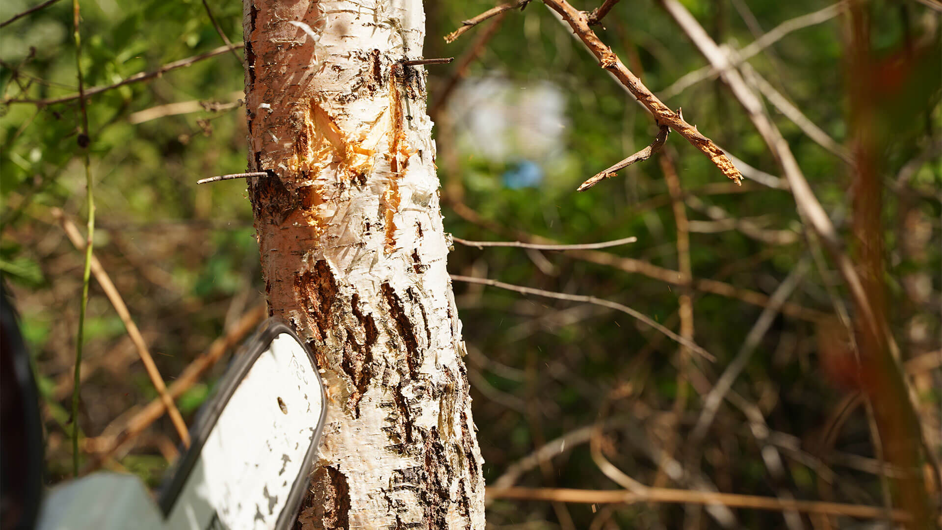 Lorem ipsum dolor sit amet